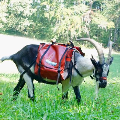 Packgeissen Wanderung Packtiere Ziegen mit Satteltasche Jurapark Aargau